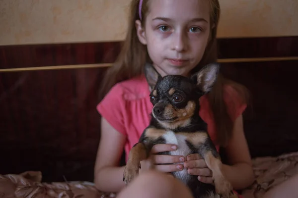 Child girl plays with little dog black hairy chihuahua doggy — Stock Photo, Image