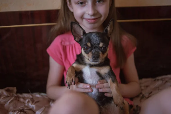 Barn flicka leker med lilla hund Svart Hårig chihuahua doggy — Stockfoto