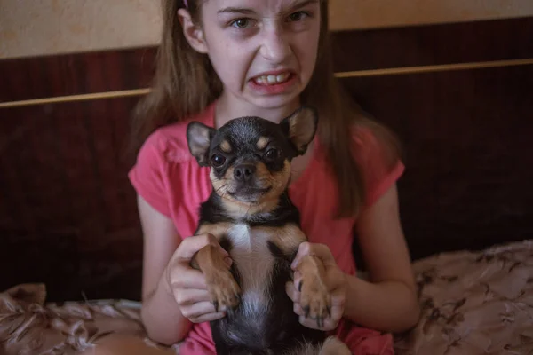 Child girl plays with little dog black hairy chihuahua doggy — Stock Photo, Image