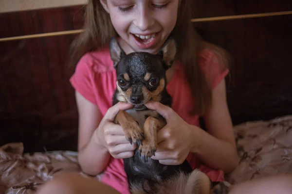 Barn flicka leker med lilla hund Svart Hårig chihuahua doggy — Stockfoto