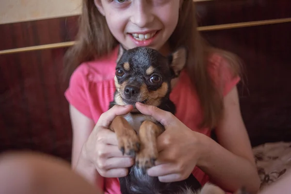 Niño niña juega con poco perro negro peludo chihuahua perrito — Foto de Stock