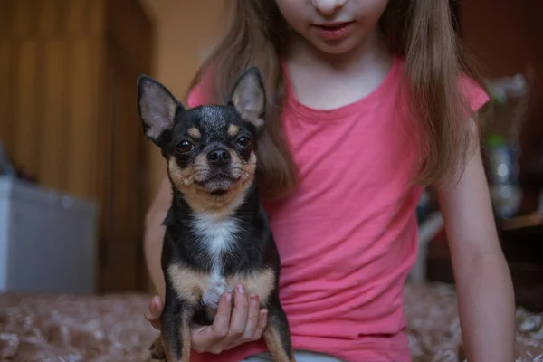 Dziecko dziewczynka bawi się mały psiak czarne Owłosione chihuahua pies — Zdjęcie stockowe