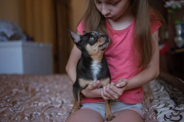 Enfant fille joue avec petit chien chihuahua poilu noir doggy — Photo