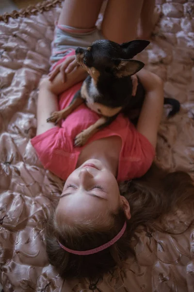 Детская девочка играет с маленькой собачкой черные волосатые чихуахуа собачка — стоковое фото