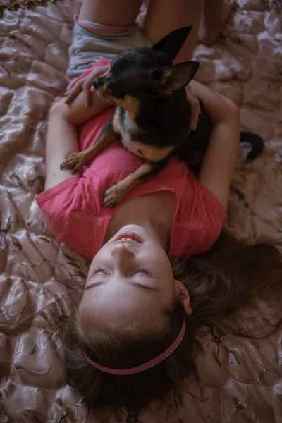 Child girl plays with little dog black hairy chihuahua doggy — Stock Photo, Image