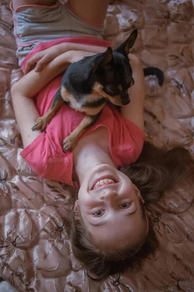 Child girl plays with little dog black hairy chihuahua doggy — Stock Photo, Image