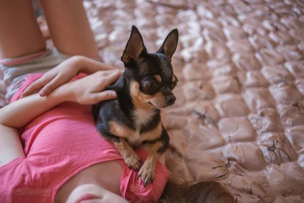 Mädchen spielt mit kleinem Hund schwarze haarige Chihuahua-Hündin — Stockfoto