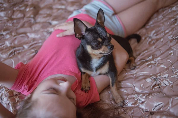 Kind meisje speelt met kleine hond zwart harige chihuahua hondje — Stockfoto