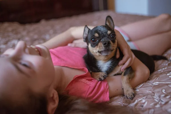 Child girl plays with little dog black hairy chihuahua doggy — Stock Photo, Image