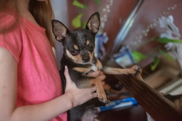 Bambino ragazza gioca con cagnolino nero peloso chihuahua doggy — Foto Stock