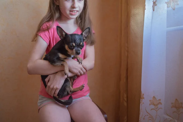 Child girl plays with little dog black hairy chihuahua doggy — Stock Photo, Image