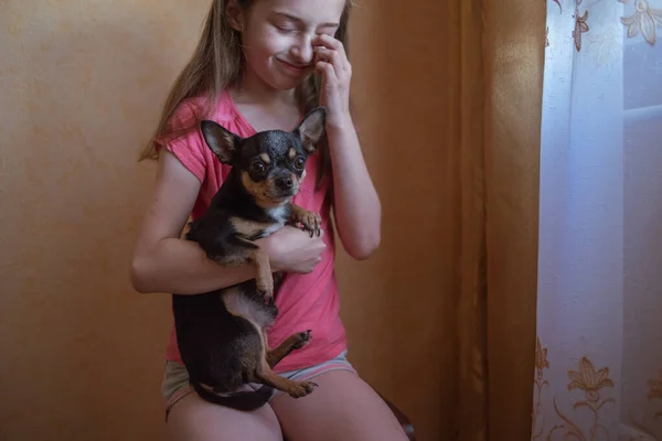 Enfant fille joue avec petit chien chihuahua poilu noir doggy — Photo
