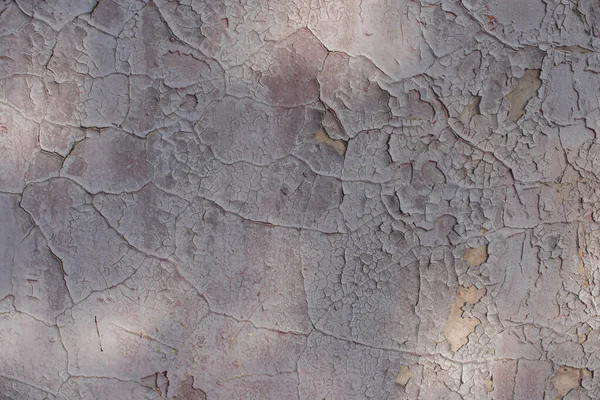 干色白色纹理的裂缝，古老的木墙还有一些彩板正在剥落. — 图库照片