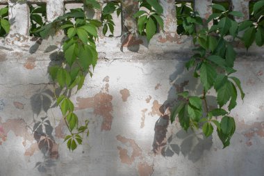 Sarmaşık yaprakları duvarda. Duvardaki yeşillik