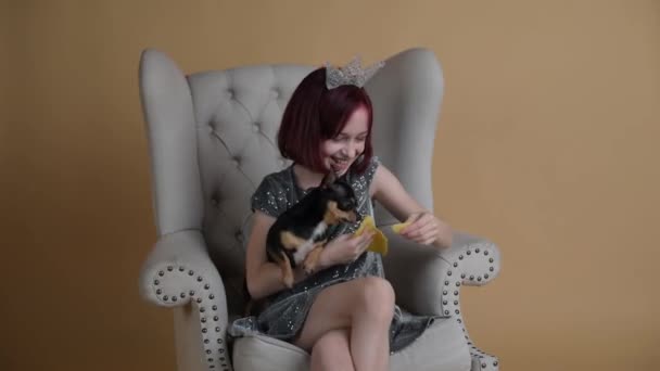 Chihuahua Sessão Fotos Ano Novo Uma Menina Cachorro Chihuahua Menina — Vídeo de Stock