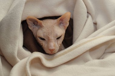 Sfenks 'in cins kedisi yakın plan. Bej ekose bir Sphynx kedisi