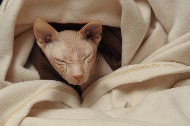 Sfenks 'in cins kedisi yakın plan. Bej ekose bir Sphynx kedisi