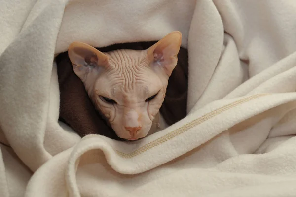 Кішка породи Сфінкс крупним планом. Сфінкс кіт у бежевій плиті — стокове фото
