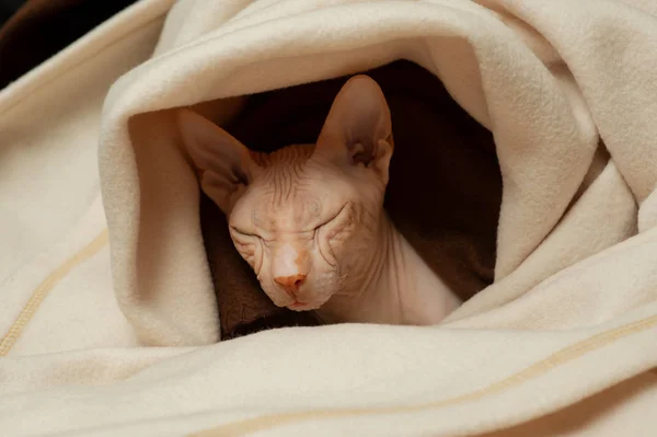 Кішка породи Сфінкс крупним планом. Сфінкс кіт у бежевій плиті — стокове фото