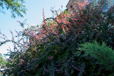 Bahar ağaçları ve mavi gökyüzü arka planı. Bahar ağaçları ve gökyüzü