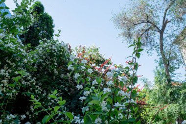 Bahar ağaçları ve mavi gökyüzü arka planı. Bahar ağaçları ve gökyüzü