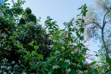Bahar ağaçları ve mavi gökyüzü arka planı. Bahar ağaçları ve gökyüzü