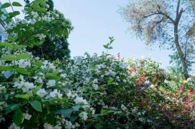 Bahar ağaçları ve mavi gökyüzü arka planı. Bahar ağaçları ve gökyüzü