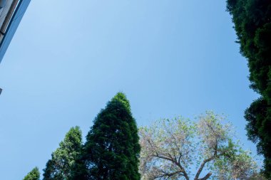 Bahar ağaçları ve mavi gökyüzü arka planı. Bahar ağaçları ve gökyüzü