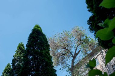 Bahar ağaçları ve mavi gökyüzü arka planı. Bahar ağaçları ve gökyüzü