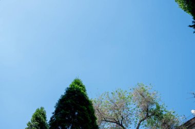 Bahar ağaçları ve mavi gökyüzü arka planı. Bahar ağaçları ve gökyüzü