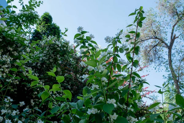 Bahar ağaçları ve mavi gökyüzü arka planı. Bahar ağaçları ve gökyüzü