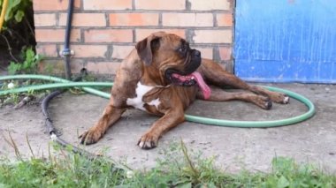 Güneşli bir günde Geman boksör köpeğinin açık hava portresi. Kahverengi kaplan ve esmer boksör. Boksör sadık ve dengeli bir köpektir. Sahiplerine çok alışkın ve çocukları çok seviyor. Evcil köpek.