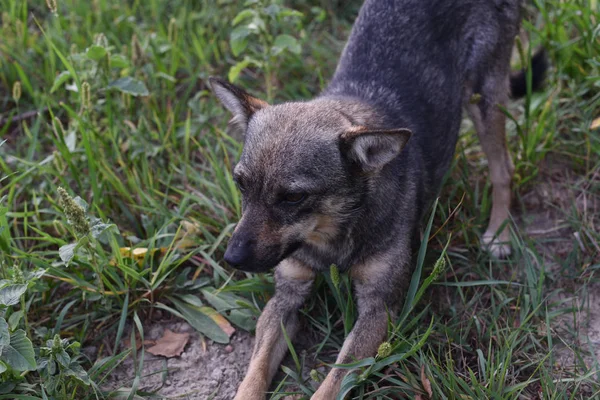 Lindo perro mirando al propietario pidiendo comida, cachorro amigable acostado en la hierba, concepto de adopción de animales — Foto de Stock