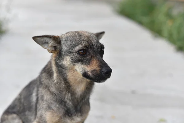 Lindo perro mirando al propietario pidiendo comida, cachorro amigable acostado en la hierba, concepto de adopción de animales — Foto de Stock