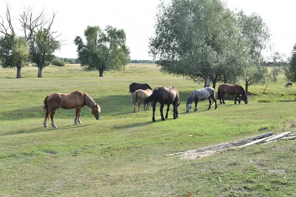 Horse on a summer pasture. Horse in the village — Stockfoto