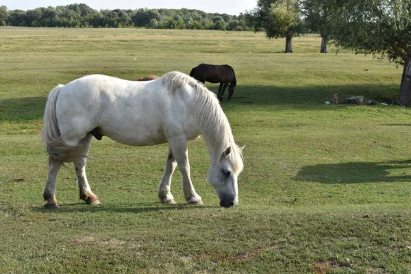 Horse on a summer pasture. Horse in the village