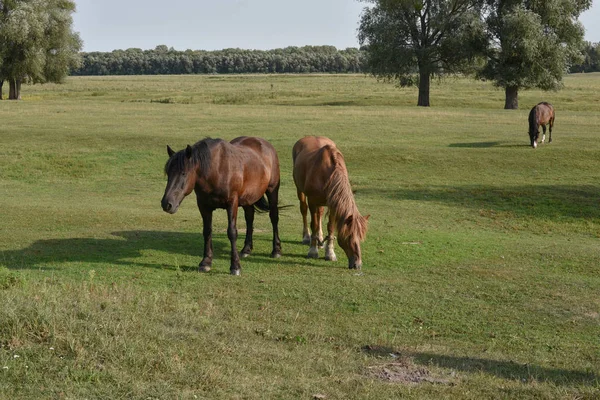 Horse on a summer pasture. Horse in the village