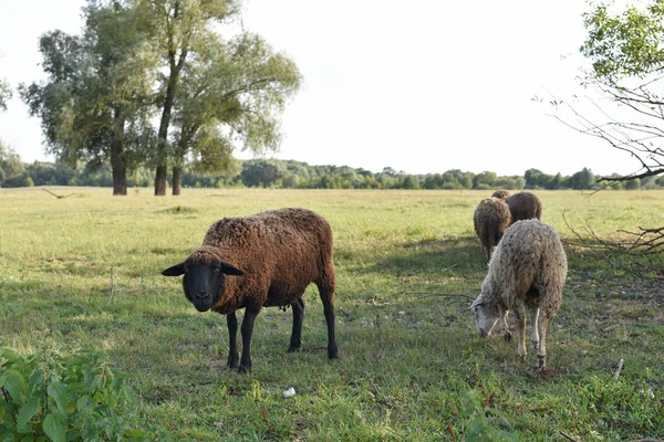 Овцы на лугу на зеленой траве — стоковое фото