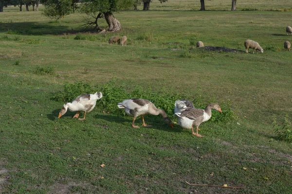 Rebanho de gansos domésticos caminha e pastoreia no curral para os animais e pássaros Fazenda. avicultura . — Fotografia de Stock