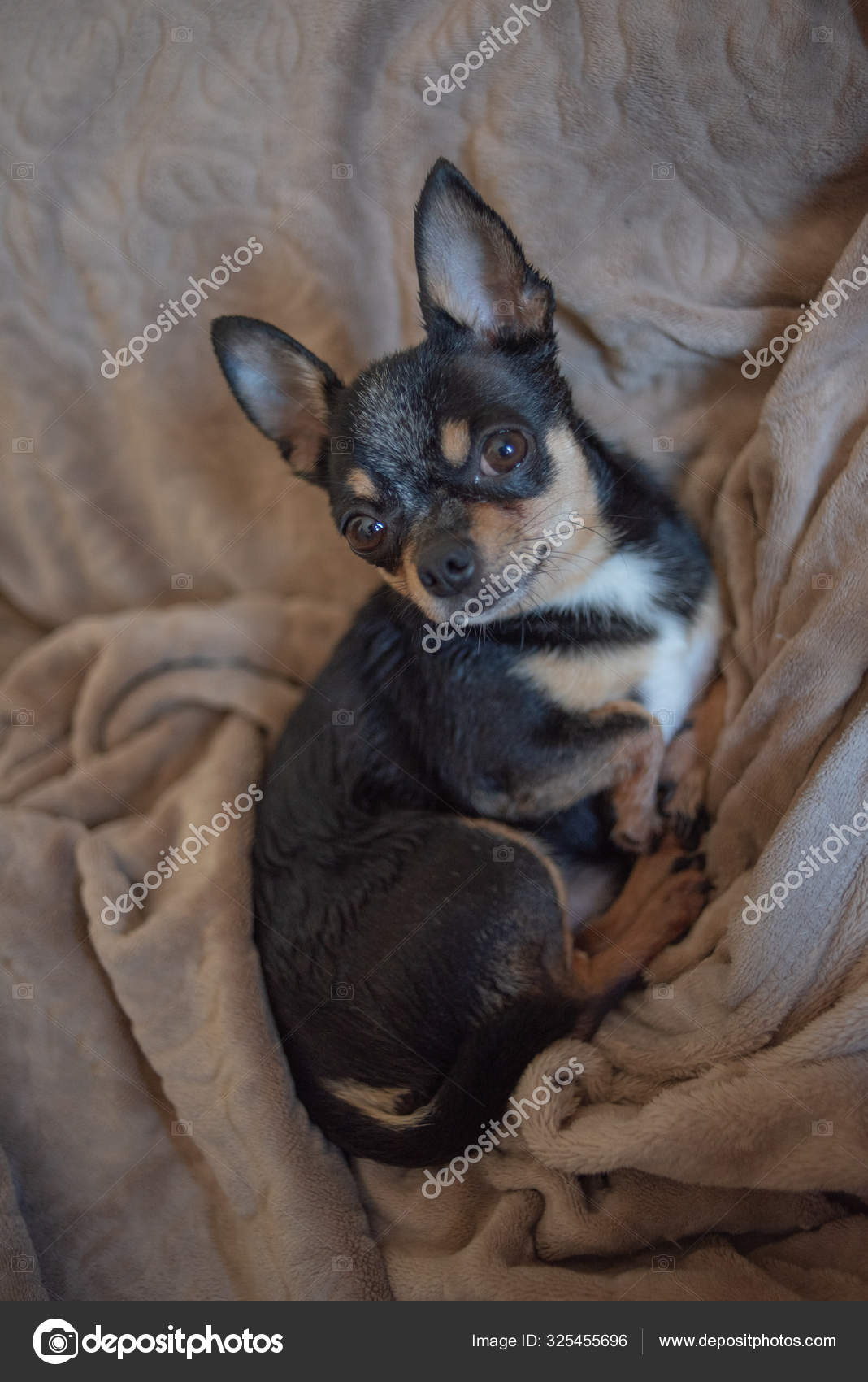 Short Haired Dog Cable Haired Chihuahua Lies And Sits On A Brown