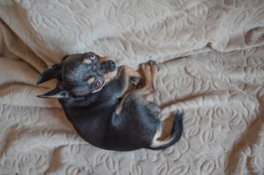 Kısa saçlı köpek kablosu saçlı chihuahua kahverengi bir ekose üzerinde yatar ve oturur.