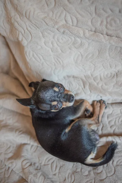 Short haired dog cable haired chihuahua lies and sits on a brown plaid — Stock Photo, Image