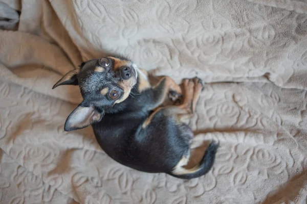 Short haired dog cable haired chihuahua lies and sits on a brown plaid — Stockfoto