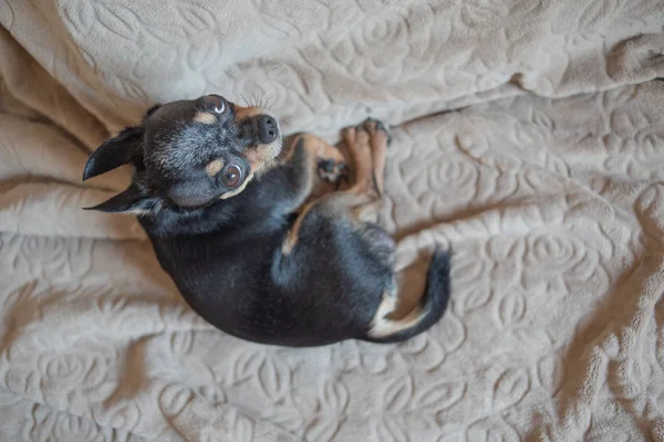 Kısa saçlı köpek kablosu saçlı chihuahua kahverengi bir ekose üzerinde yatar ve oturur. — Stok fotoğraf