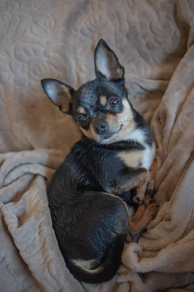 Rövid hajú kutyakábel Chihuahua hazudik, és ül egy barna kockás — Stock Fotó