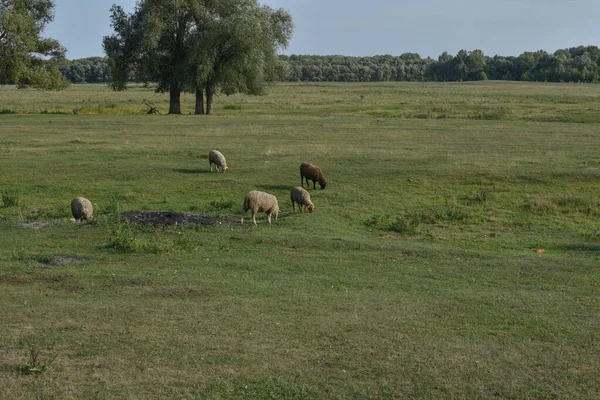 Animal de estimação, cavalos gansos fazenda aldeia de cordeiro. Natureza rancho animais pastam no prado — Fotografia de Stock