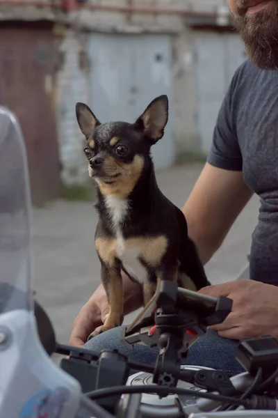 Um cão pequeno tocando sua pata com a mão humana. Chihuahua cão nos braços de um motociclista masculino. Um homem perto de uma moto com o seu cão — Fotografia de Stock
