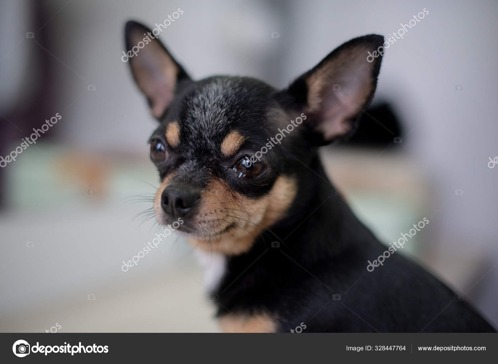 Mini Black Beige White Chihuahua Black Brown White Chihuahua A Pet Is Sitting At Home Stock Photo Image By C Kapinosova