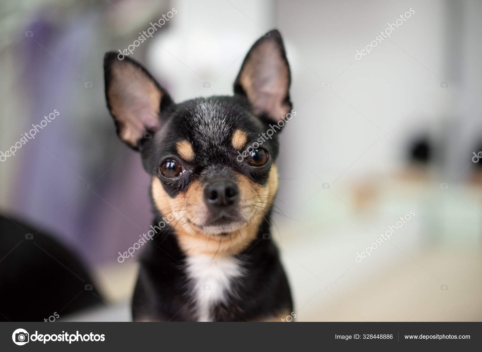 Mini Black Beige White Chihuahua Black Brown White Chihuahua A Pet Is Sitting At Home Stock Photo Image By C Kapinosova