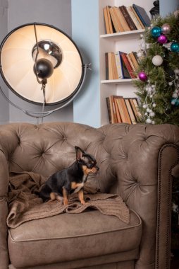 Mini siyah bej bej beyaz chihuahua gri koltukta. Siyah kahverengi beyaz chihuahua. Evcil bir hayvan evde, kanepede oturuyor..